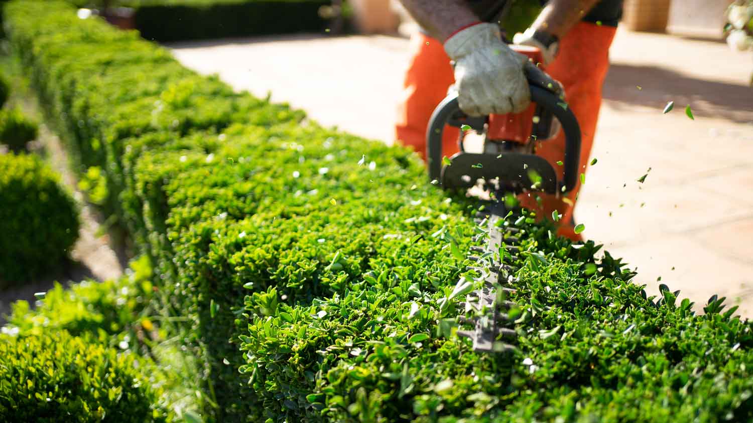Shrub trimming